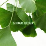 Darstellung des Inhaltsstoffs Ginkgo Biloba